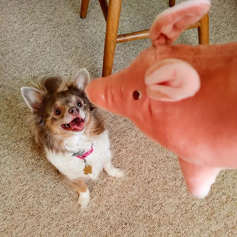 Piggy Buddy Pal