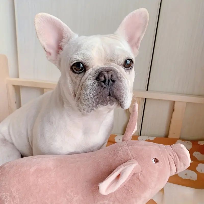 Piggy Buddy Pal